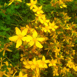 St. John’s Wort Oil (Hypericum perforatum) - Natural Relief for Mind & Body