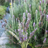 Lavender Salve