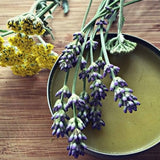 Lavender Salve