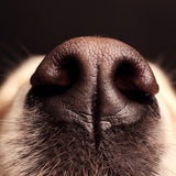 Paw & Nose Balm