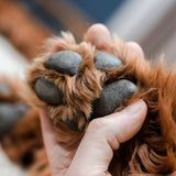 Paw & Nose Balm